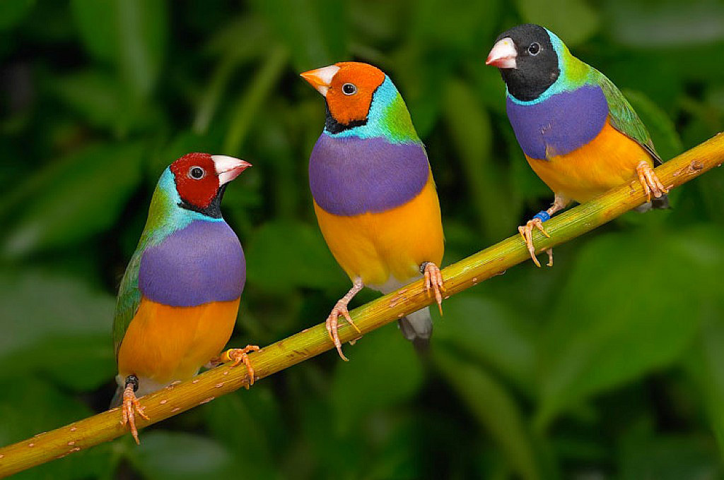 Парк экзотических птиц Птичий остров Каменск